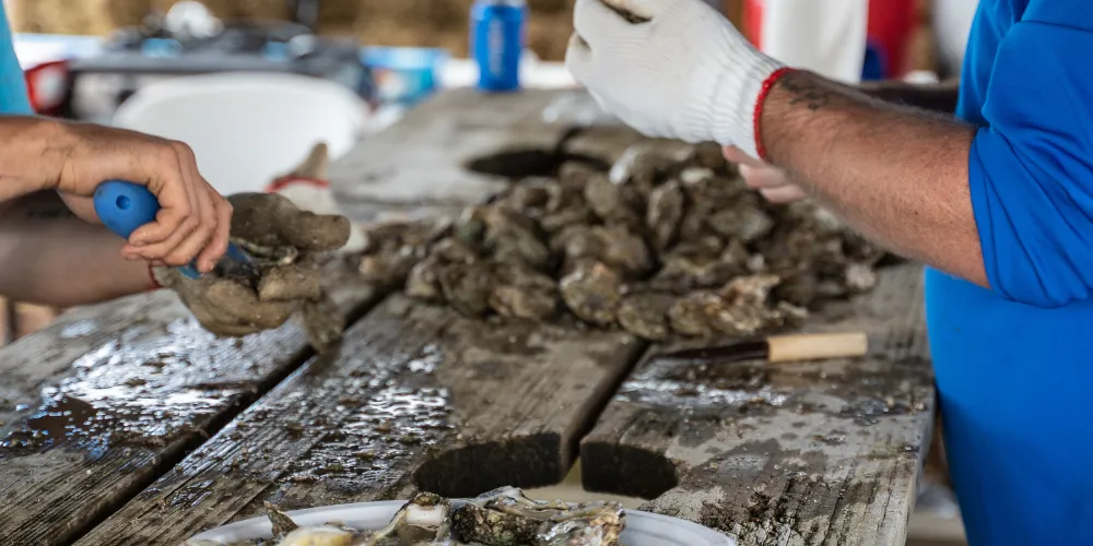 For many east coasters, fall is synonymous with oysters. Here's a list of the top Oyster Festivals to try this fall.